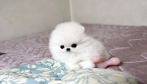 Pomeranian-Welpen 