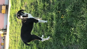 Dogge weiblich sucht