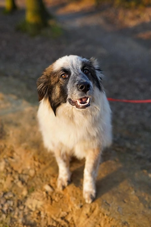 Lotta - sensible Hündin sucht Sicherheit 