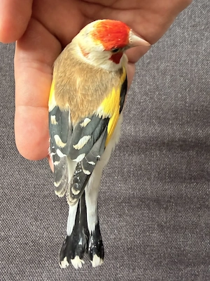 Stieglitz Major WK Henne