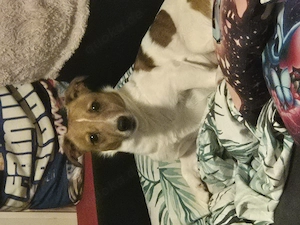 Pepe 4 Jahre Jacke Russell in guten Hände abzugeben 