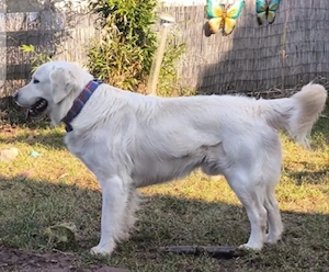 Hund sucht ein liebevolles Zuhause (Ohne finanzielles Interesse