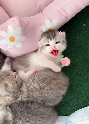 Zuckersüsse Reinrassige Bkh Kitten