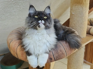 Maine Coon Deckkater black smoke white 