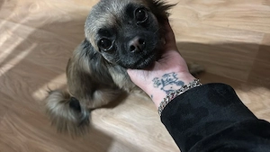 Chihuahua Mischlingshündin sucht neues Zuhause 