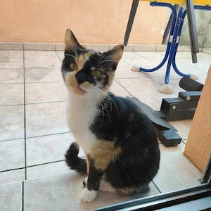 zwei süße Calico Kätzchen suchen ein neues Zuhause  Bild 5