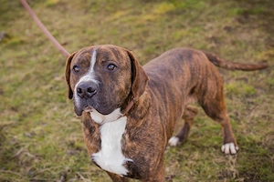 *LIMERICK* ist leider ein Listenhund und muss daher direkt im Tierheim adopriert werden 