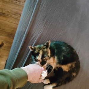 zwei süße Calico Kätzchen suchen ein neues Zuhause  Bild 2