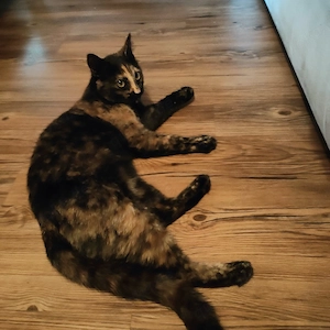 zwei süße Calico Kätzchen suchen ein neues Zuhause  Bild 3