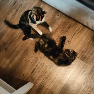 zwei süße Calico Kätzchen suchen ein neues Zuhause  Bild 4