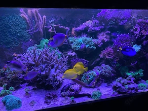 Meerwasser Lebendgestein