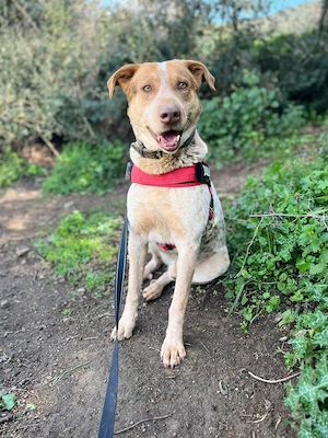 Orpheas ist ein sehr lieber Zeitgenosse