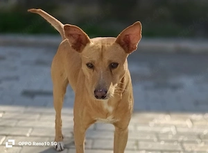 APOLLO    wartet schon viel zu lange auf ein Zuhause im Glück