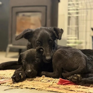 Ikko, bezaubernder Mischling, katzenverträglich, sucht dringend ein Zuhause Bild 5