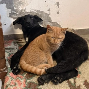 Ikko, bezaubernder Mischling, katzenverträglich, sucht dringend ein Zuhause Bild 8