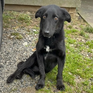 Ikko, bezaubernder Mischling, katzenverträglich, sucht dringend ein Zuhause Bild 7