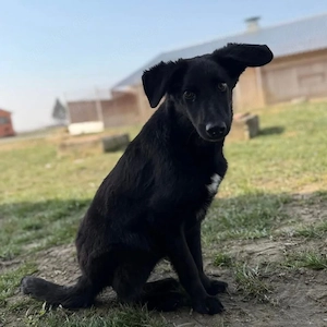 Ikko, bezaubernder Mischling, katzenverträglich, sucht dringend ein Zuhause Bild 3