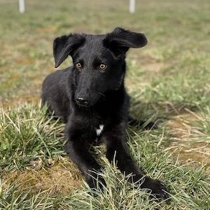 Ikko, bezaubernder Mischling, katzenverträglich, sucht dringend ein Zuhause Bild 2