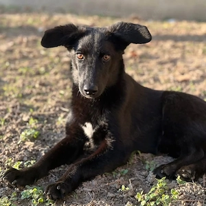 Ikko, bezaubernder Mischling, katzenverträglich, sucht dringend ein Zuhause Bild 4