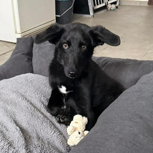 Ikko, bezaubernder Mischling, katzenverträglich, sucht dringend ein Zuhause Bild 6