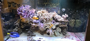 Meerwasser Aquarium Auflösung 