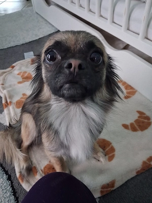 Chihuahua Mischlingshündin sucht neues Zuhause 