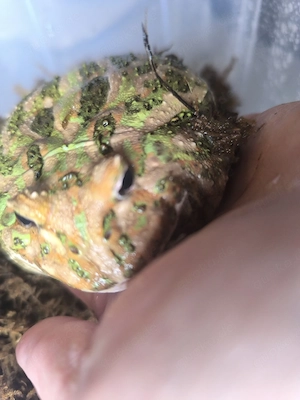 Pacman Frosch, Schmuckhornfrosch Cranwelli