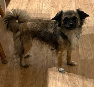 Chihuahua Mischlingshündin sucht neues Zuhause 