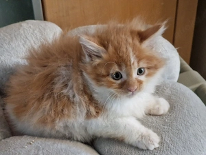Maine Coon Kitten
