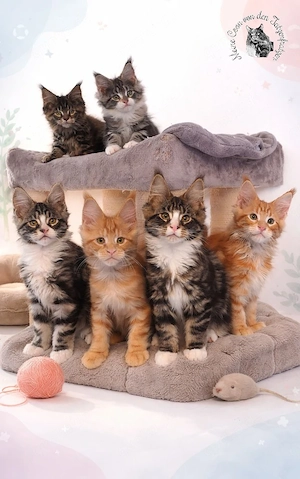 Typvolle Maine Coon Kitten mit Stammbaum