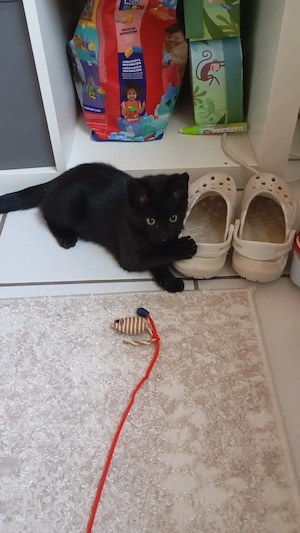 Kitten abzugeben (Kater)