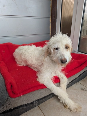 Valentina   eine sanfte Hündin, die Menschen sehr liebt