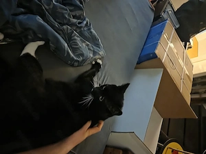 HausKater 3 jahre jung