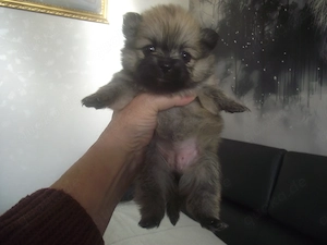 6 Zwergspitz Pomeranian Welpen zu verkaufen in 23562 Lübeck
