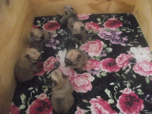 6 Zwergspitz Pomeranian Welpen zu verkaufen in 23562 Lübeck