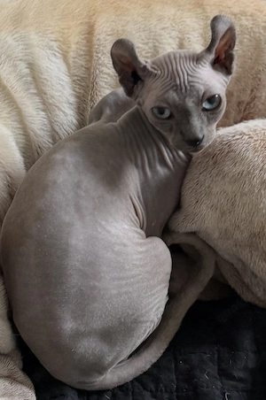 Aus Zeitmangel, 10 Monate alter Sphynx-Elfkater sucht liebevolles Zuhause