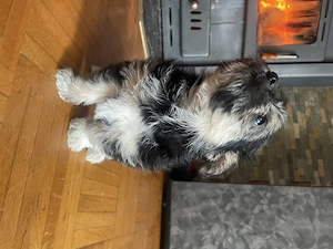 Maltezer mix Welpe  Bild 2