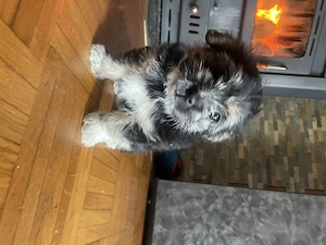 Maltezer mix Welpe  Bild 3