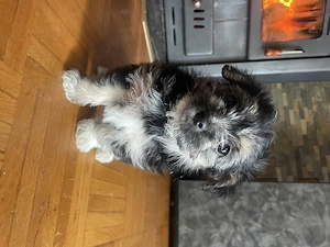 Maltezer mix Welpe  Bild 4