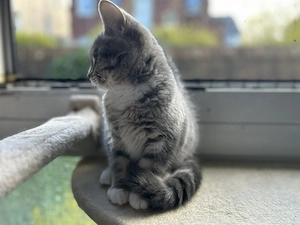 BKH Kitten Dame sucht liebevolles Zuhause 