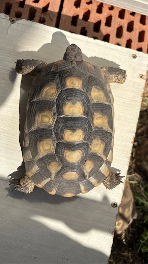 maurische Weibliche Landschildkröte zu verkaufen 