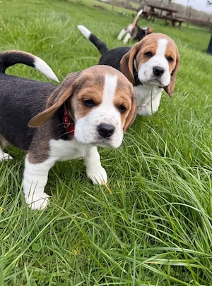 Beagle Welpen   3 Mädchen und 2 Jungen