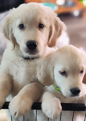 2 Golden Retriever Welpen Rüden suchen ab sofort ihr neues Zuhause 