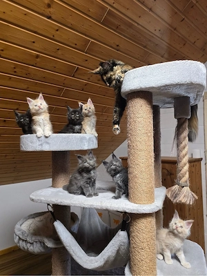 Wunderschöne Maine-Coon-Kätzchen suchen ein neues Zuhause!