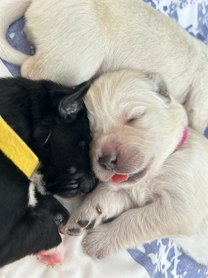 Wunderschöne Labrador Australien Shepherd Welpen 