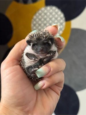 Weißbauchigel Bube aus Hobbyzucht sucht noch ein Zuhause