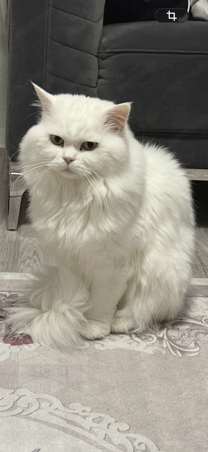 wunderschöner Perserkater 