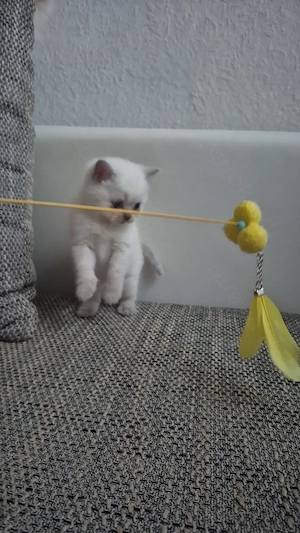 Britisch kurzhaar - langhaar mix Kitten  abgabebereit Anfang Mai