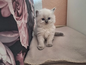 Reinrassige Ragdoll Kitten 