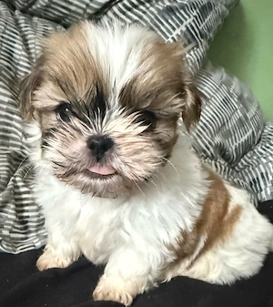 shih tzu welpen 